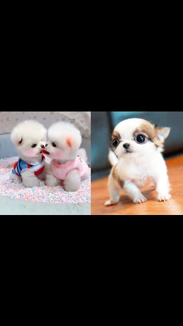 Baby Dogs - Cute and Funny Dog Videos Compilation