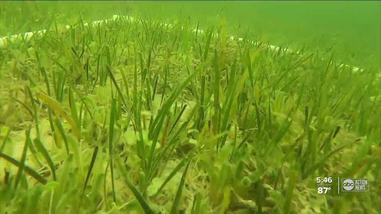 UF scientists working to help preserve Florida's Nature Coast