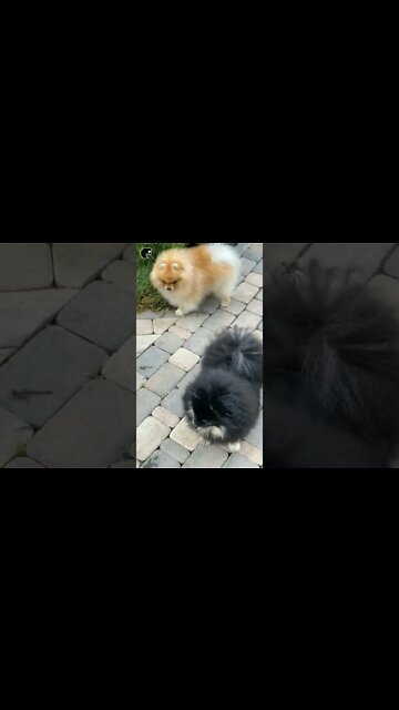 #kolinsky • Puppies in the Garden