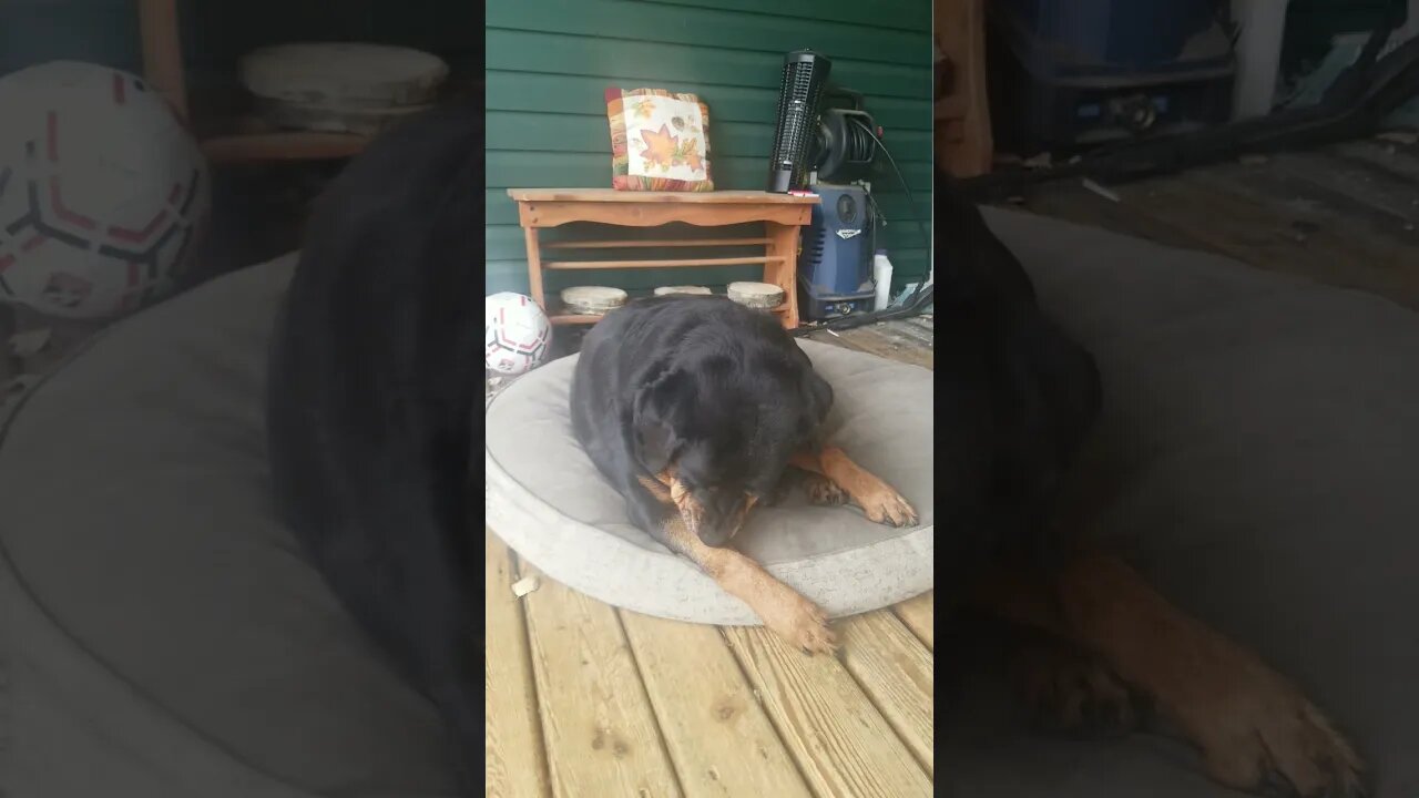 Rottweiler Is Too Cute 😍💖 #rottweiler #shorts