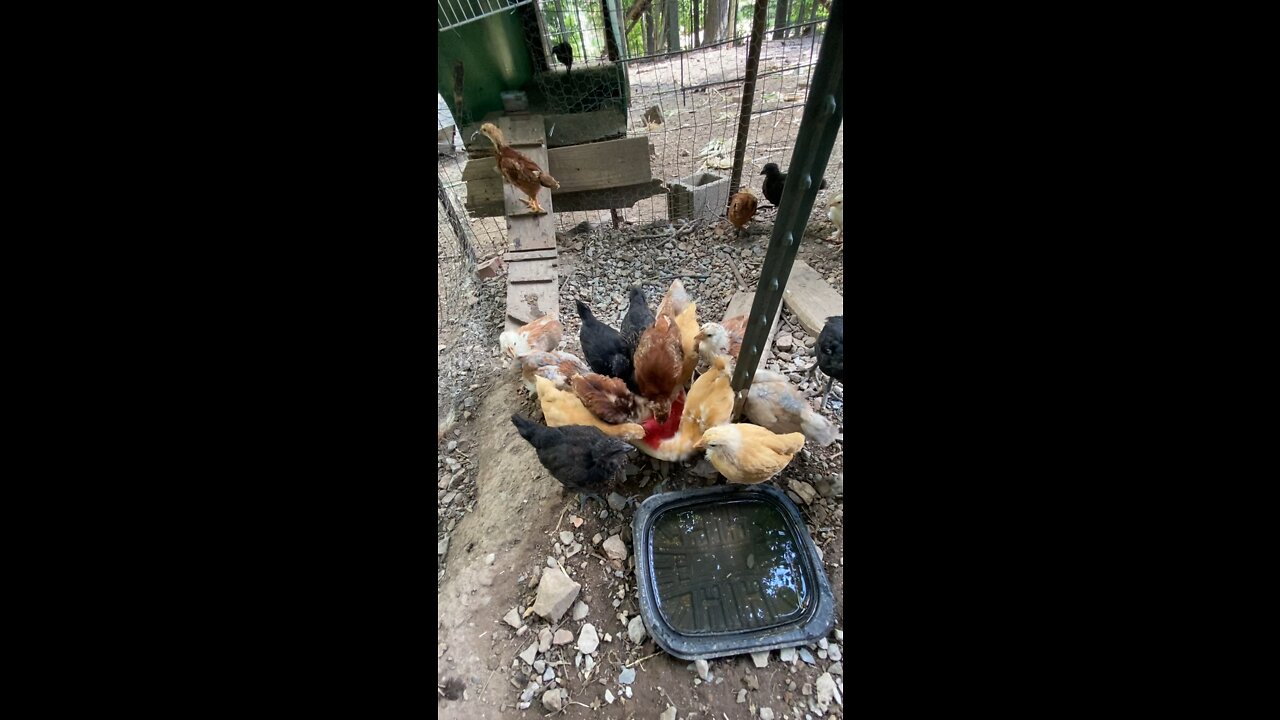 Baby chickens first piece of watermelon