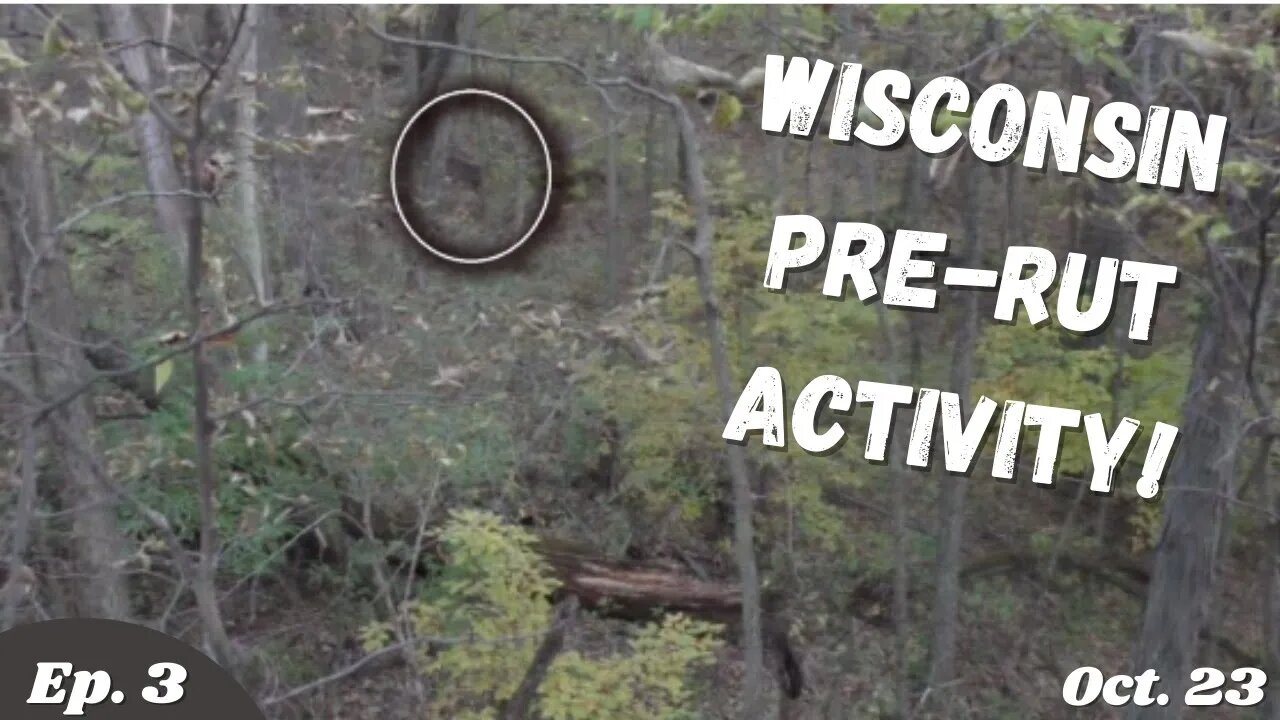 Pre-Rut Whitetail Activity! | Wisconsin Public Land