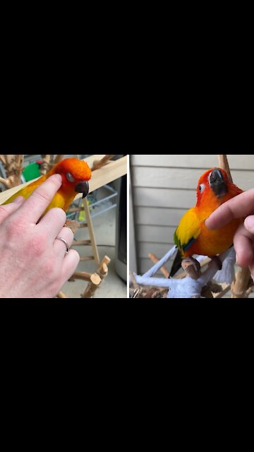 How to read and respond to a bird who bites