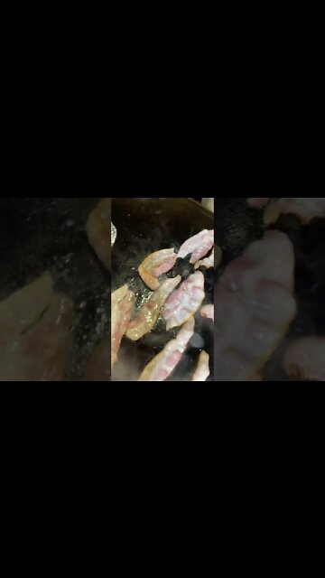 Sizzling Bacon