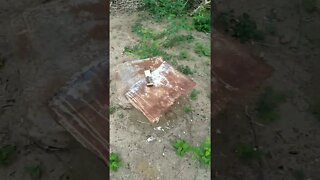 Apiario abelhas após colmeias #shorts