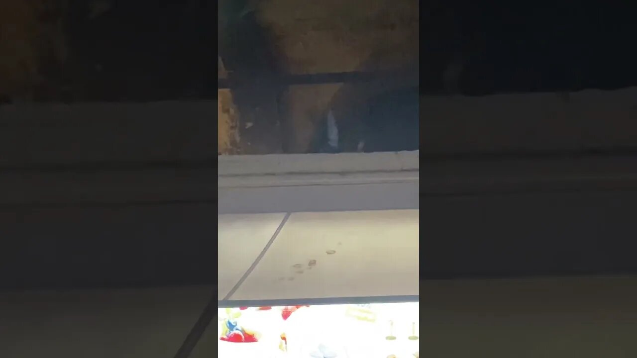 Pigeon On The Roof