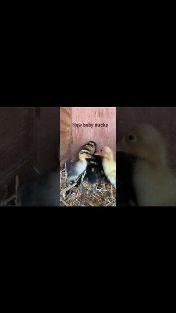 New baby ducks