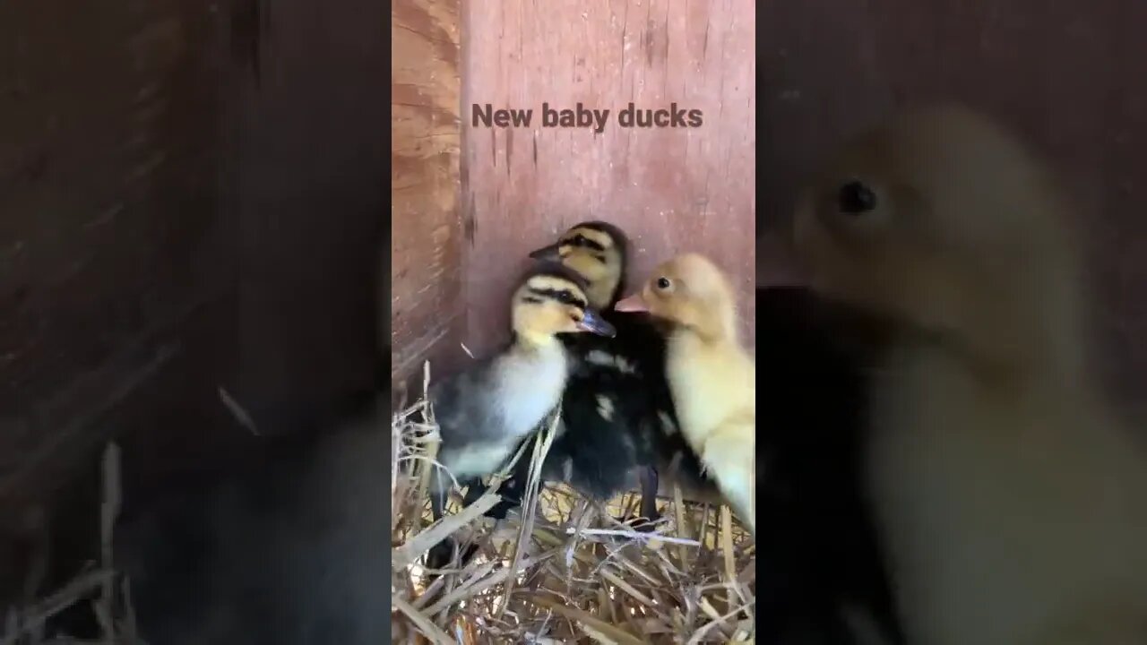 New baby ducks