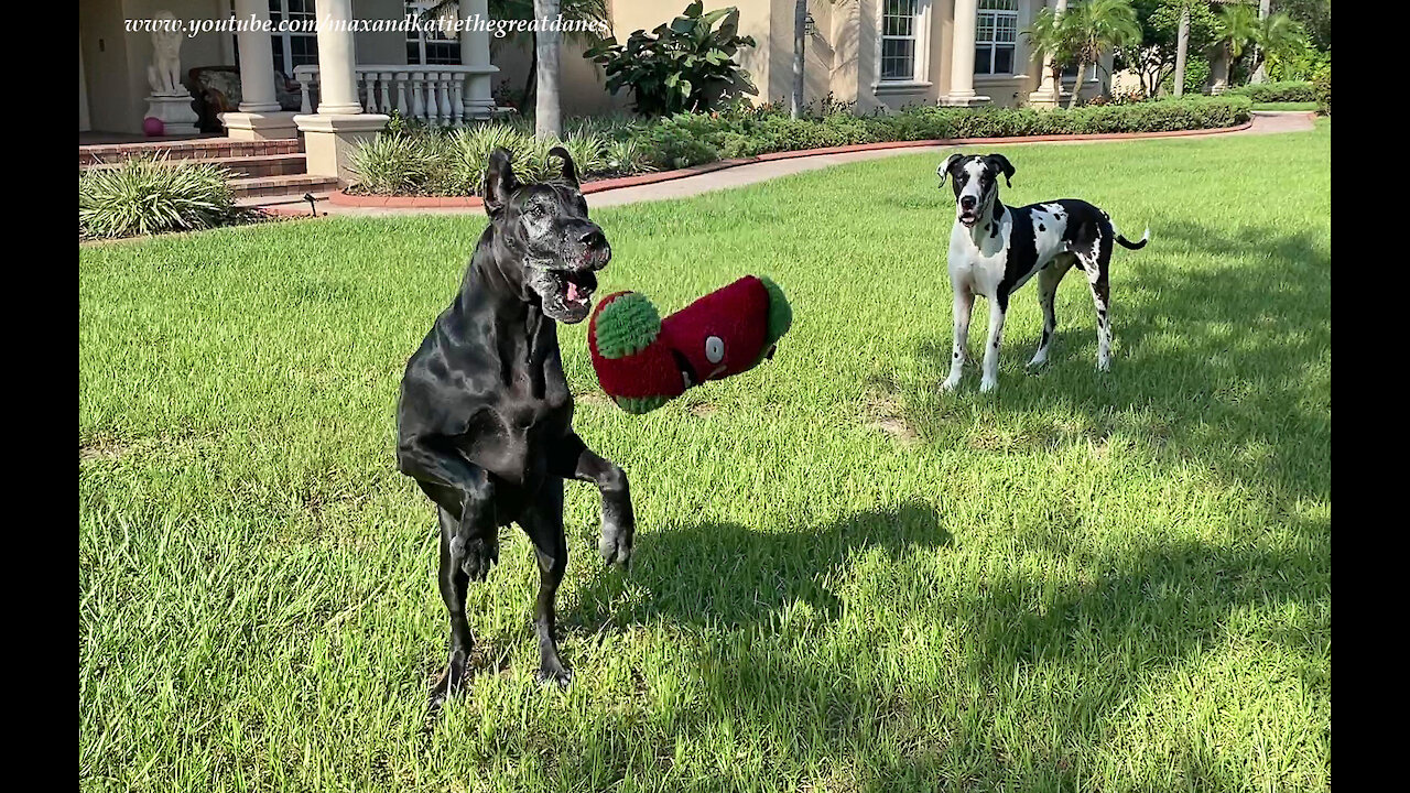 Funny Great Danes Run Toy Tag Toss Zoomies