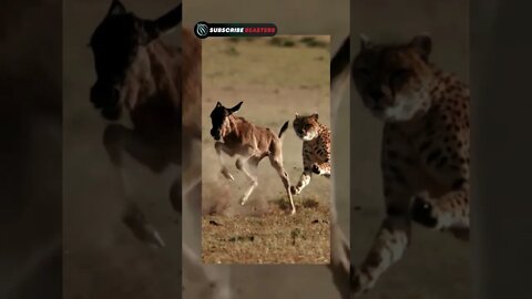 Cheetah Life vs Death Fastest Animal Attack #shorts