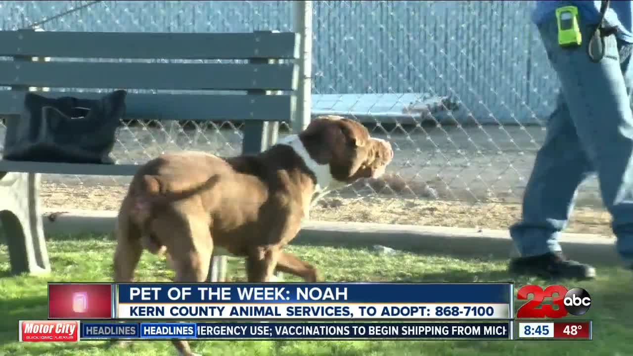 Pet of the Week: Noah