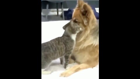 Funny Affectionate Cat Hugs a Dog #shorts