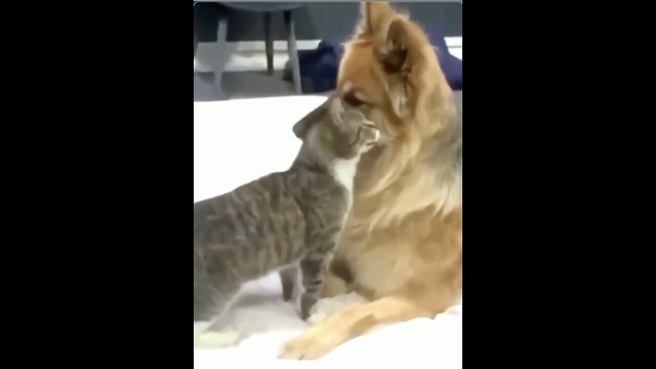 Funny Affectionate Cat Hugs a Dog #shorts