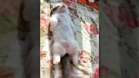 Cats Acting Funny #catpets #petshorts #funnyvideo