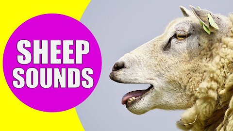 Best Sheep sounds Effects with Video