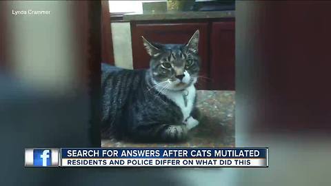 Concerns continue to rise over dead, dismembered cats in Pinellas County