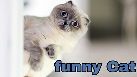 FUNNY CAT MEMES COMPILATION OF 2022