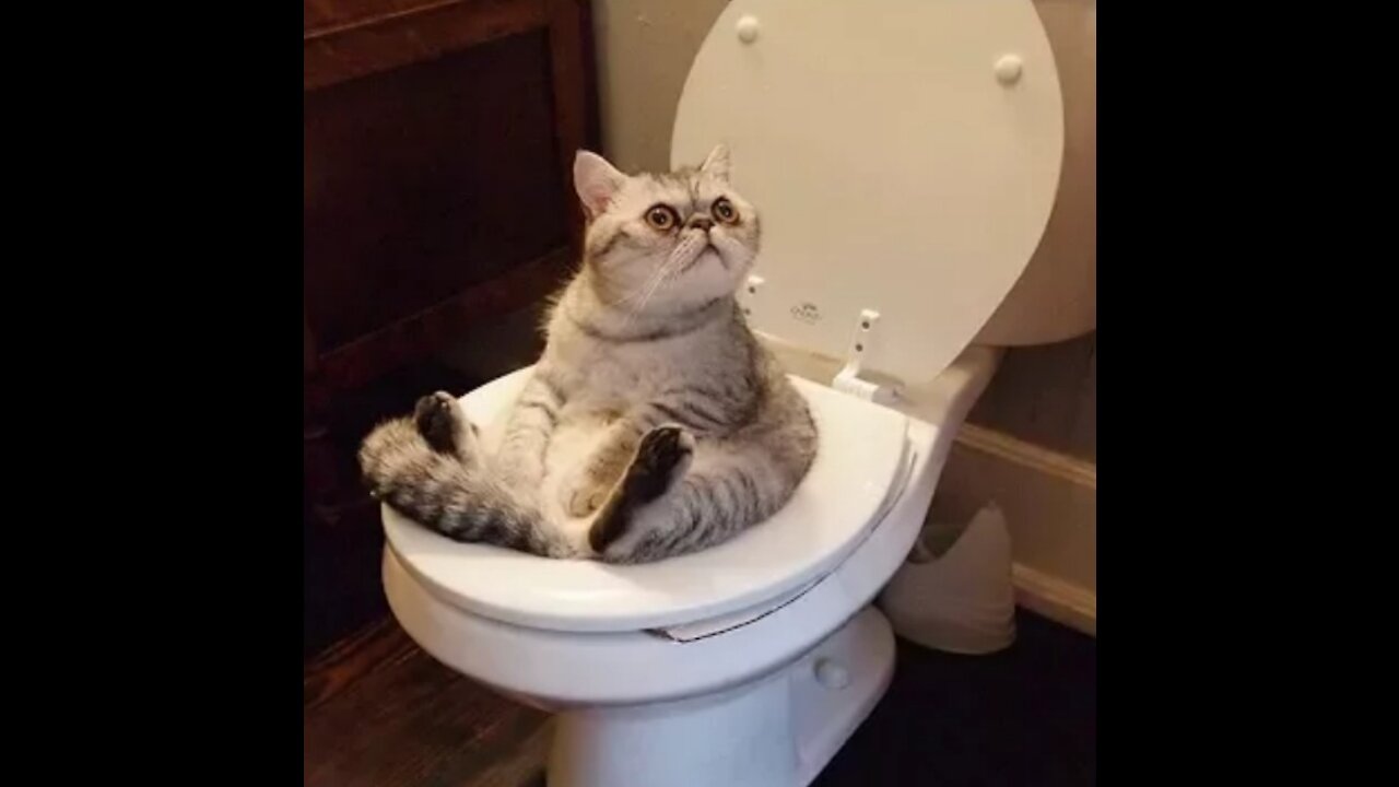 Funny cat & Dog Vines