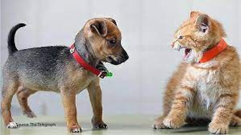 Brave Cat Fighting With Three Dogs