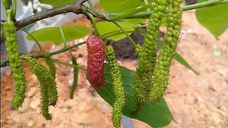 amora paquistanesa a maior e mais doce mede mais de 10 centímetros a venda em Niterói RJ Brasil 🇧🇷