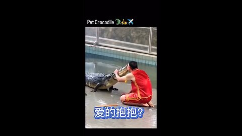 Nice crocodile