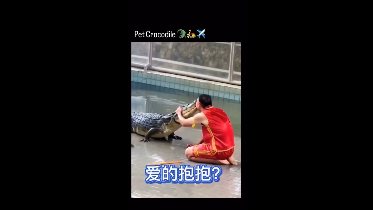 Nice crocodile