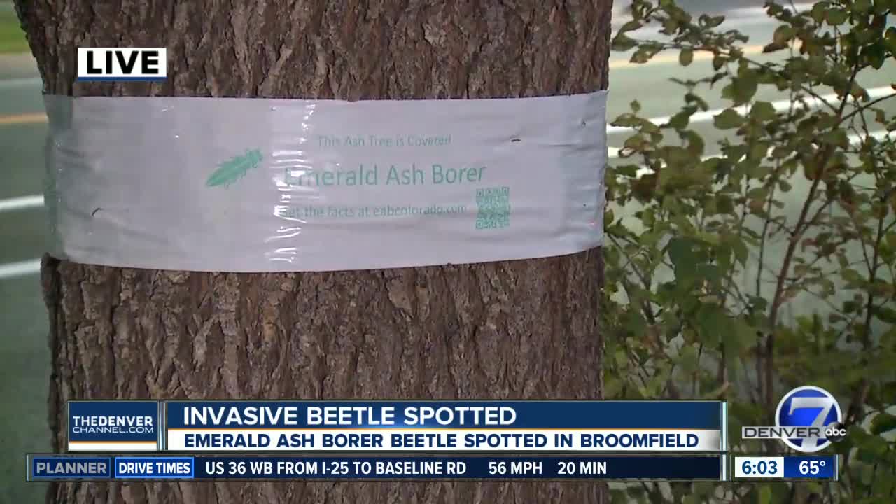 Emerald ash borer beetle spotted in Broomfield