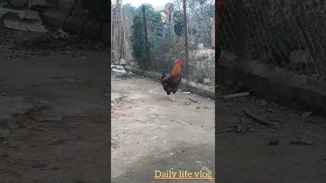 my rooster