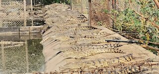 Bonnievale crocodile escape: 25 reptiles recaptured