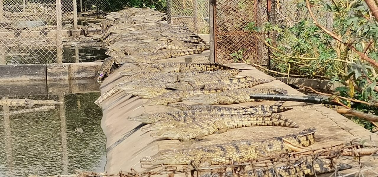 Bonnievale crocodile escape: 25 reptiles recaptured