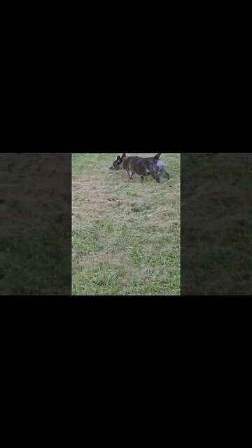 POOPIN PUPPER GLITCHED🤣 #SHORTS