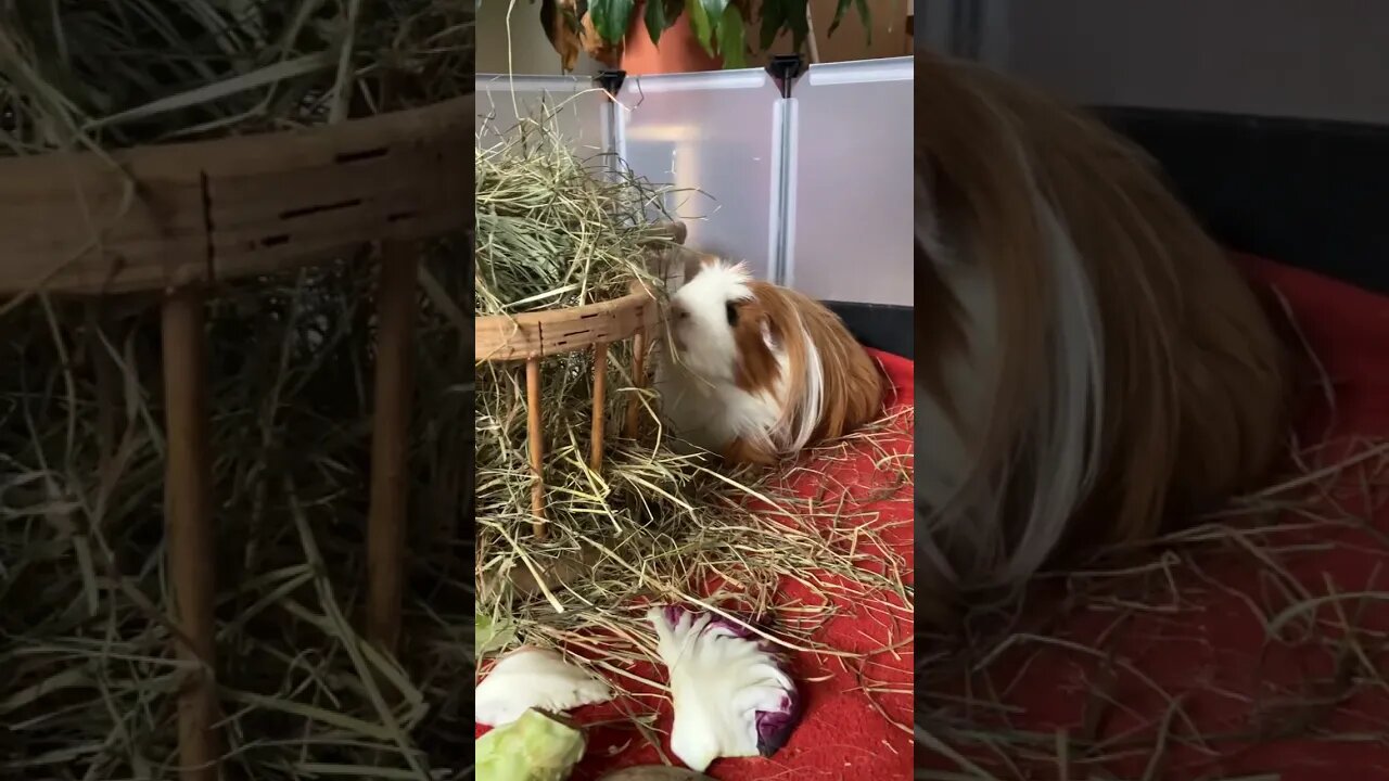 Guinea pig Fergus at the hay bar