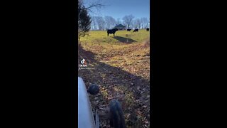 Checking cows on a 1950 Ferguson TO-20