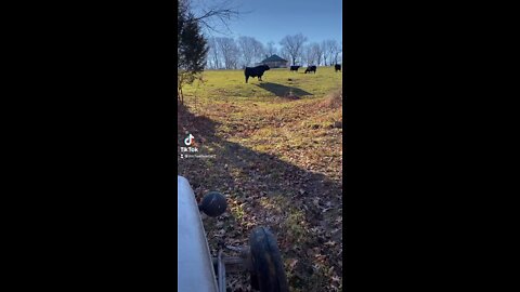 Checking cows on a 1950 Ferguson TO-20