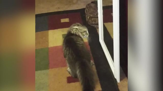 Funny Cat Plays With Her Reflection In A Mirror