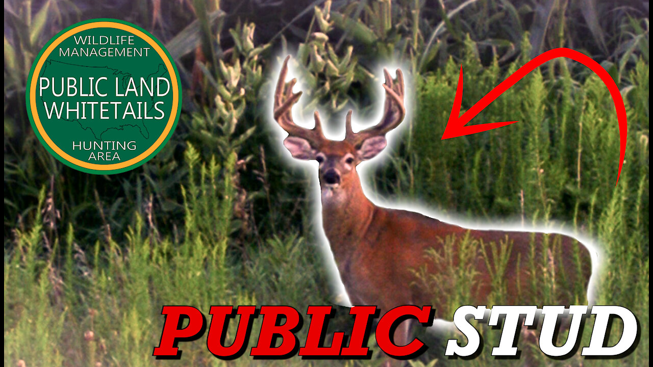 Big Public Land bucks | Giant City Bucks | Whitetail Deer Habits | Stud Of A Buck