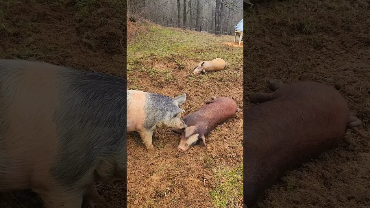 This Pig is So Nice @UncleTimsFarm #kärnəvór