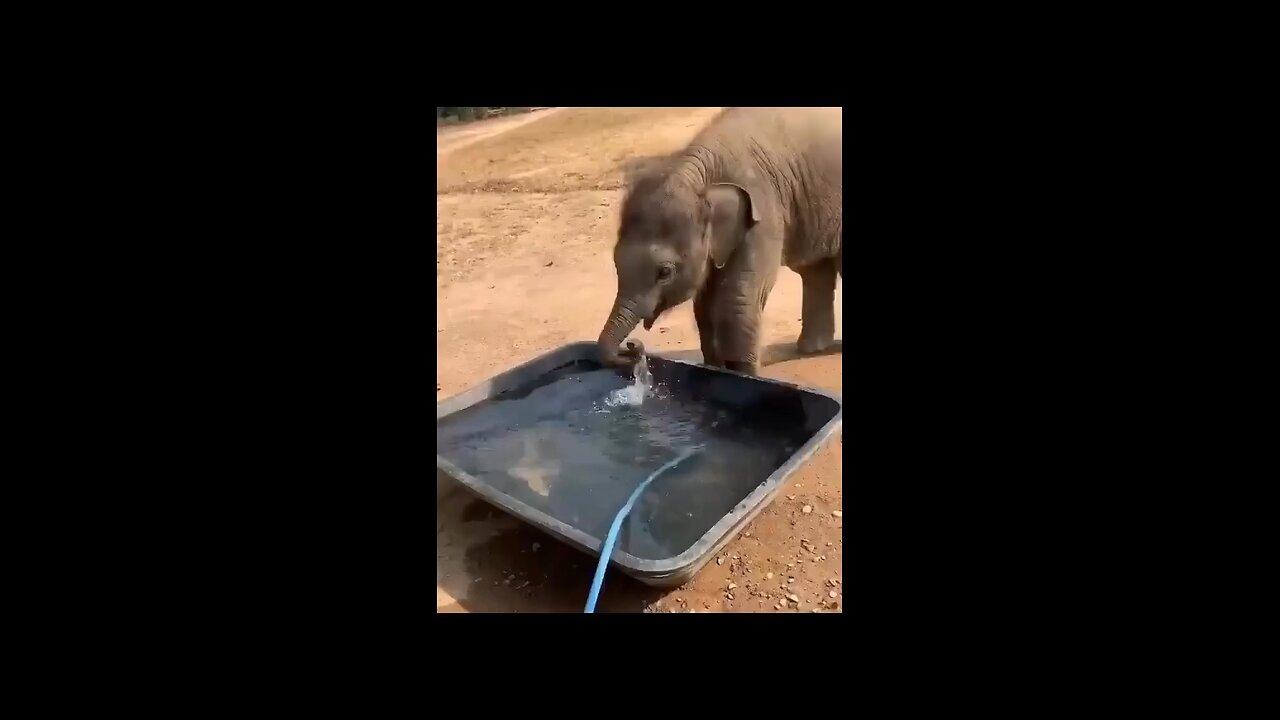 playful baby elephant drinking water