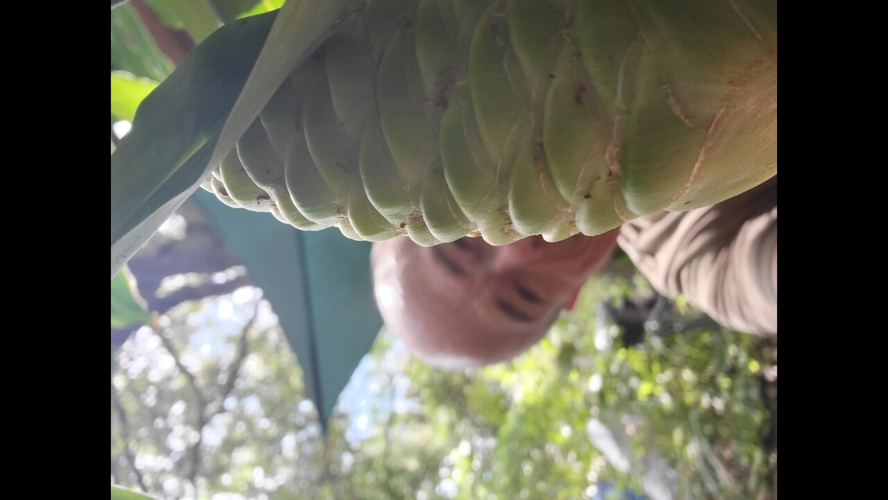 Upclose Pinecone Ginger