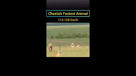 Fastest animals in world