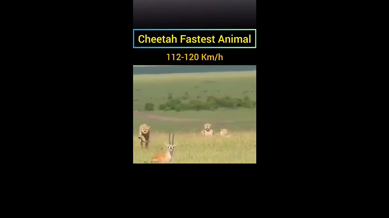 Fastest animals in world