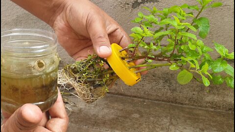 How to grow mint in plastic jar with out soil