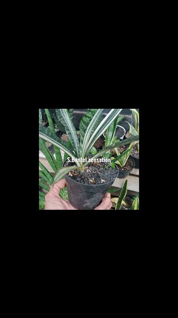 snake plant