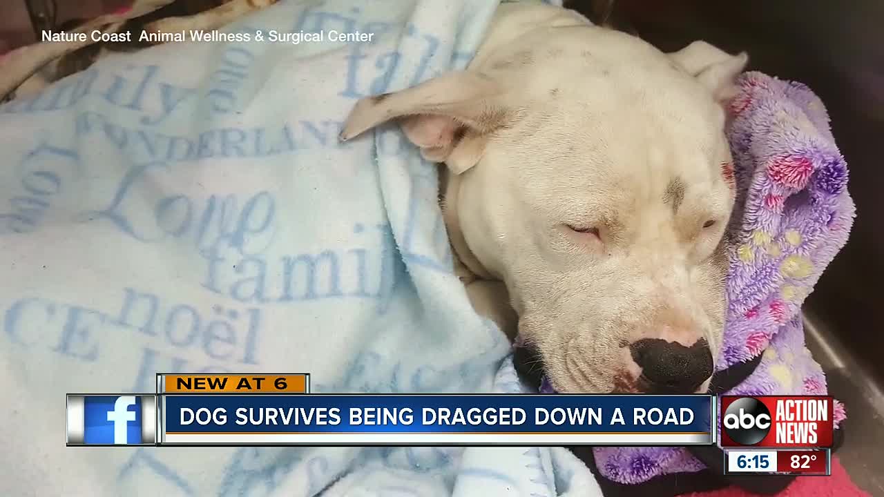 Pit bull recovers after being dragged by truck