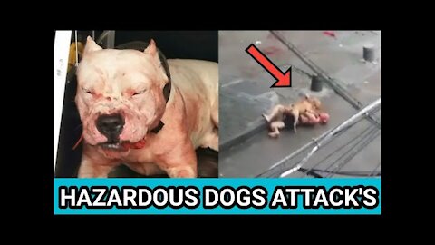Hazardous dogs attack's on streets, bite's Humans & Kids | Real attacks compilation