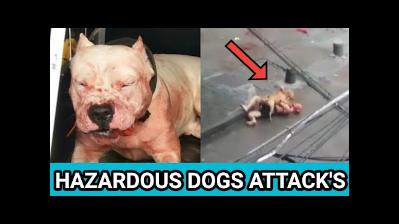 Hazardous dogs attack's on streets, bite's Humans & Kids | Real attacks compilation
