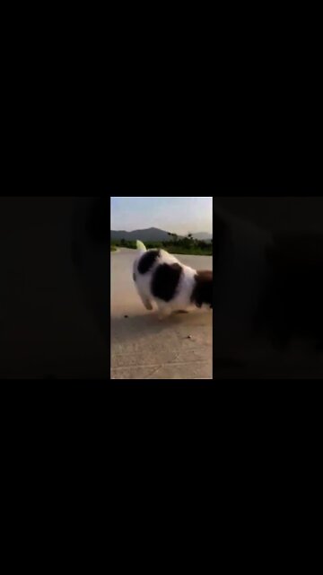 Cutest puppie 2021 #Shorts