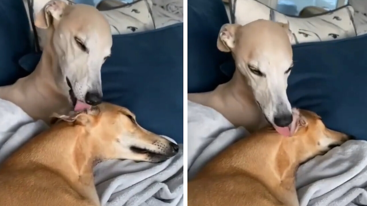 the whippet dog takes care of her husband