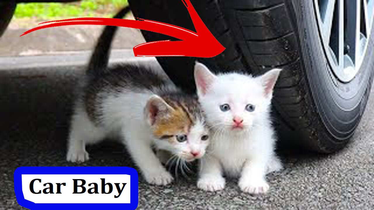 car baby cats_kitten car vs toys