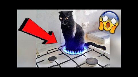 Cats Are Crazy😹 - Funny And Cute Cat Videos 2021😻- Don't Try To Hold Back Laughter!